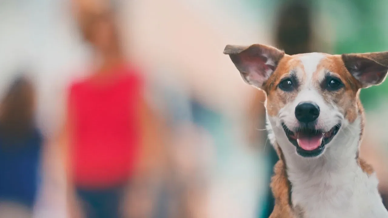 Vida Animal: Segunda Chance backdrop