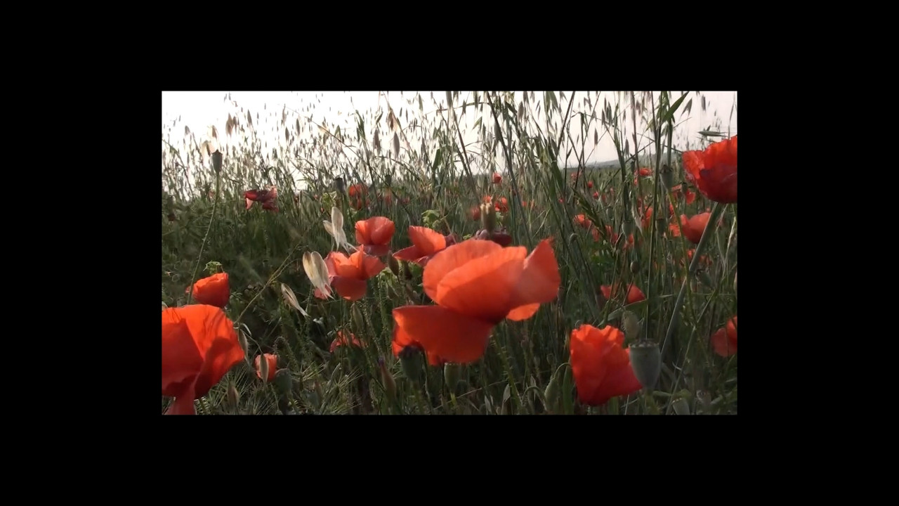 Vogliamo Una Vita Bella backdrop