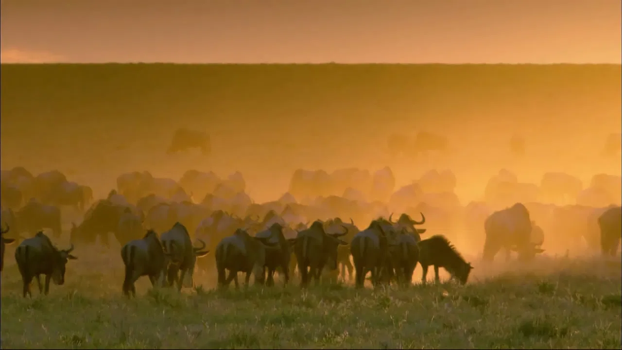 Wildlife Specials backdrop