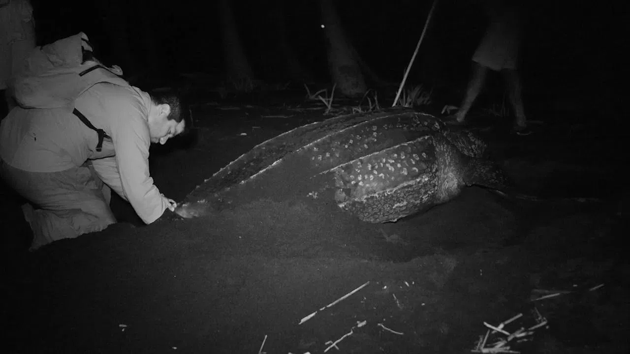 Why Just One? backdrop