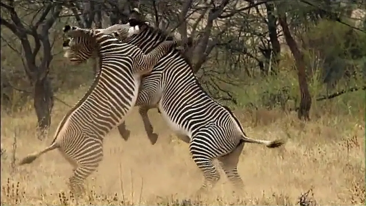 Afrique Sauvage backdrop