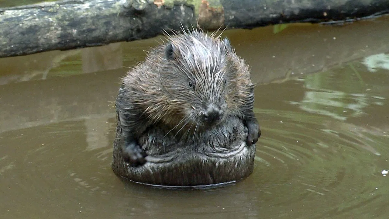 Urwald von morgen – Nationalpark Eifel backdrop