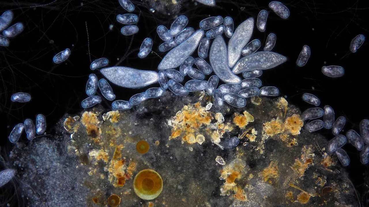 Planeta Microbio backdrop