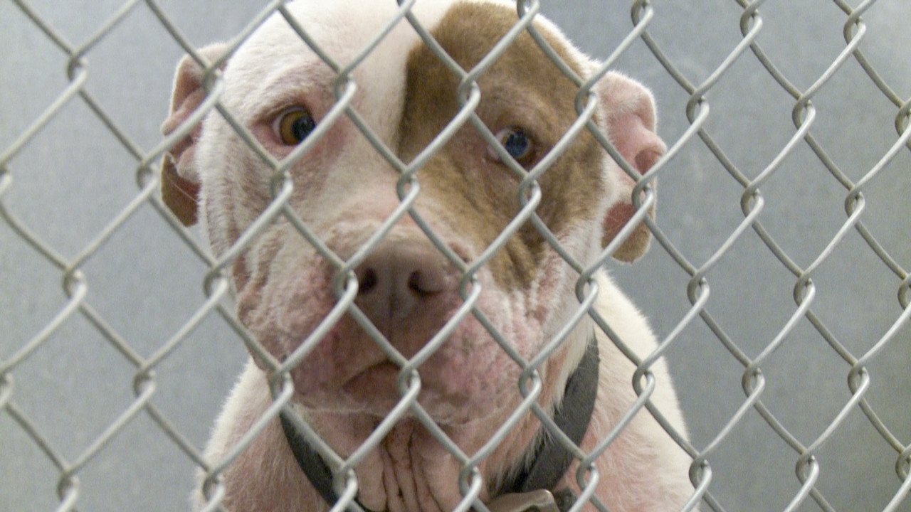 One Nation Under Dog backdrop