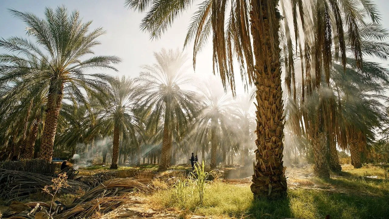 Tunisie : Une oasis dans un grain de sable backdrop