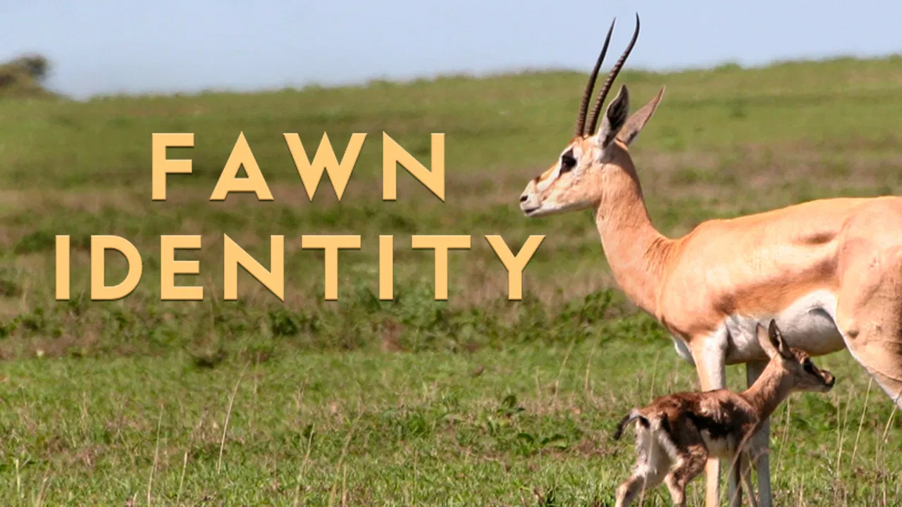Fawn Identity backdrop