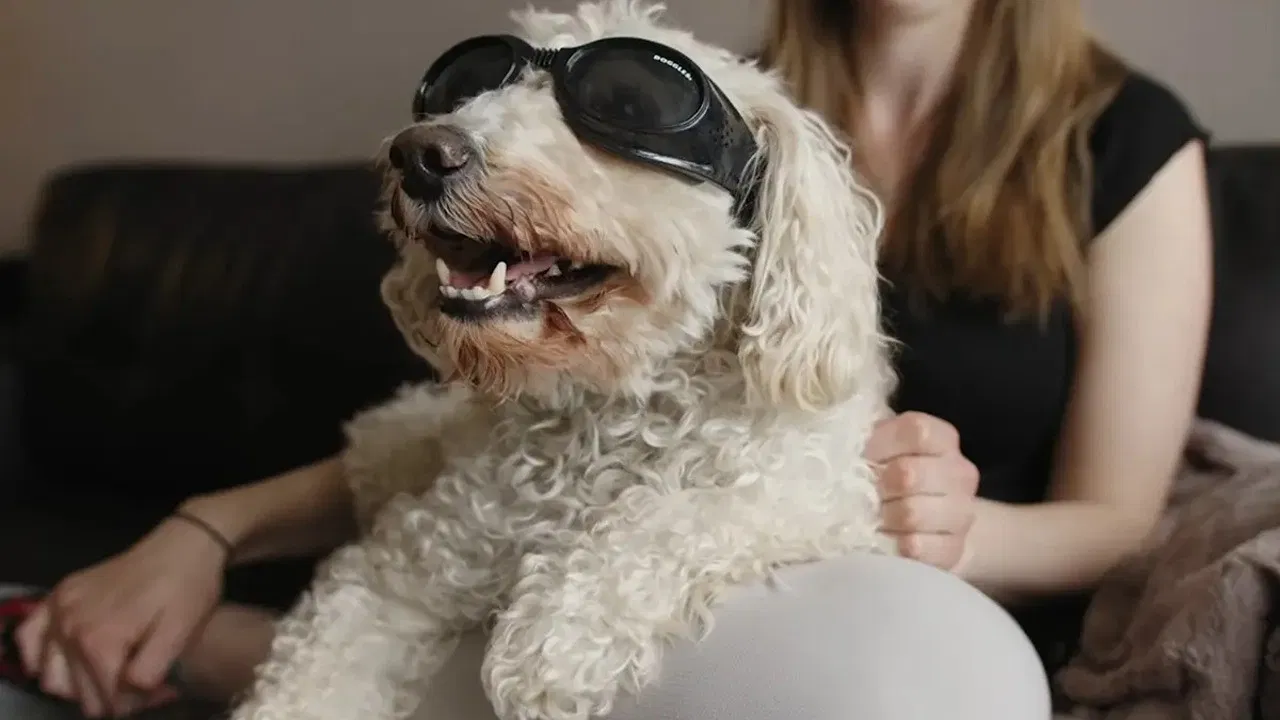 In Dog Years backdrop