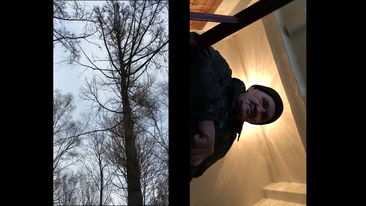 Rabbits in The Headlights backdrop