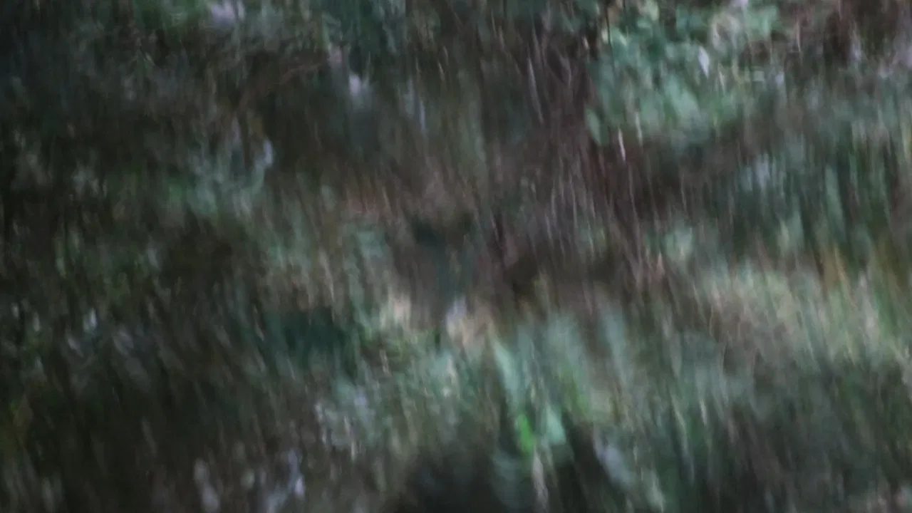 Weapon of Light backdrop