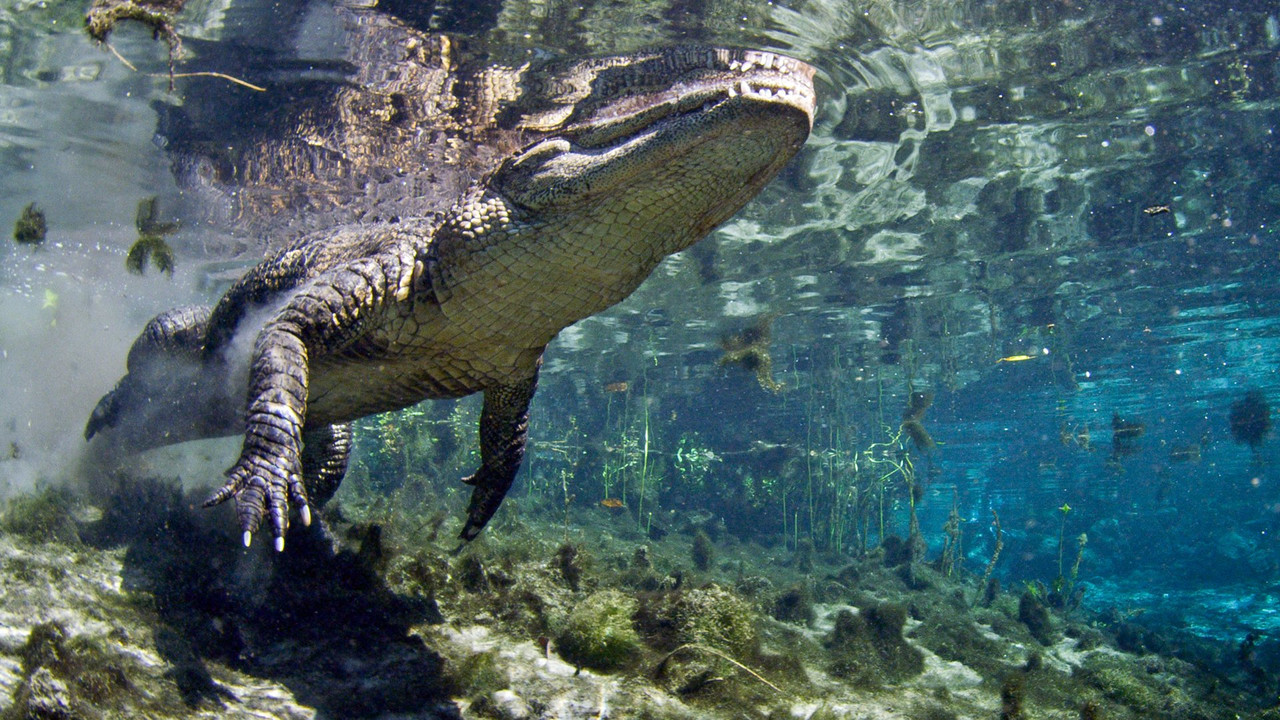 Florida Untamed backdrop