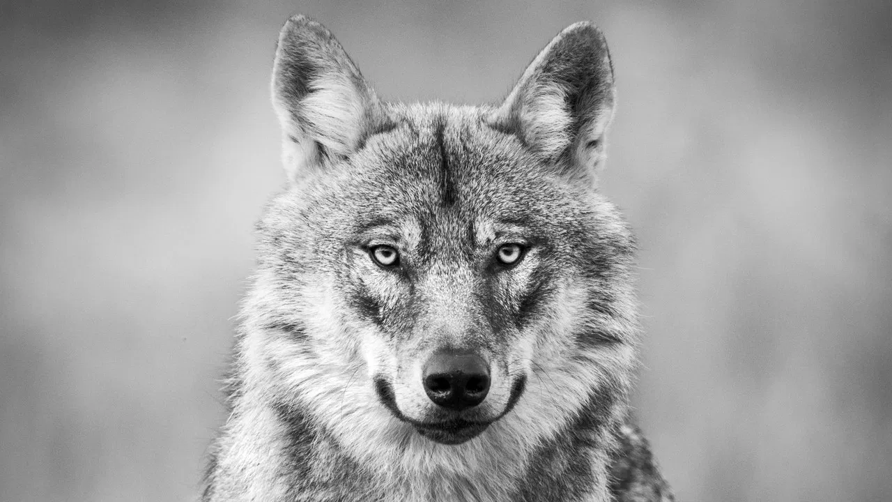 Among the Wolves backdrop