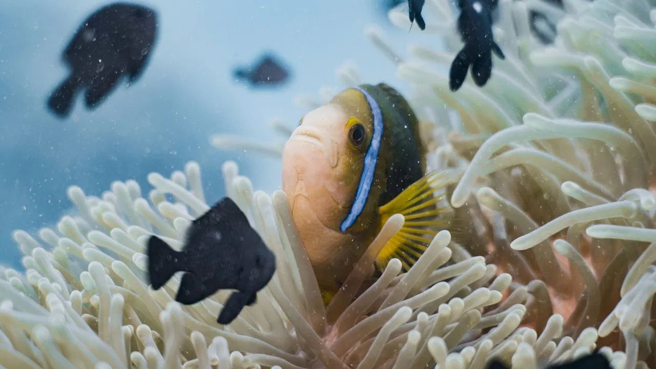 Ocean Seen From the Heart backdrop