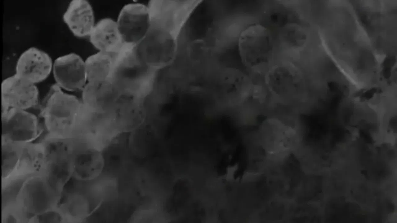 The World in a Wine-Glass backdrop