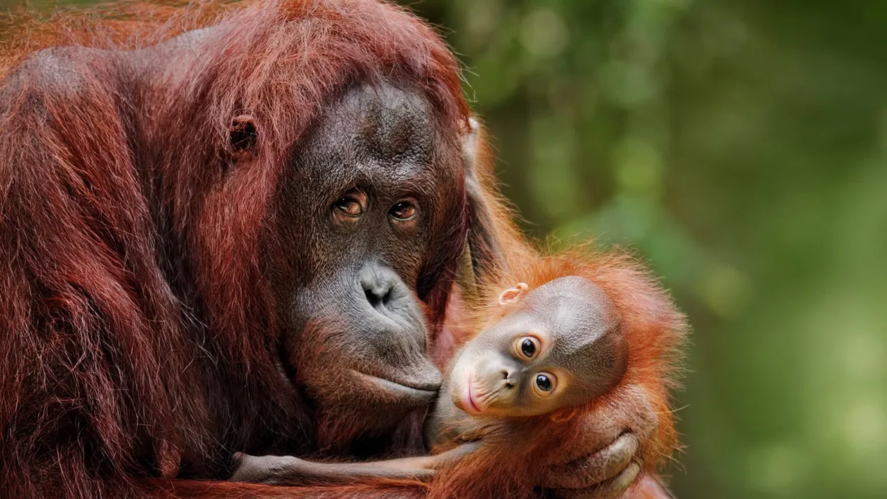 Escape from Extinction backdrop