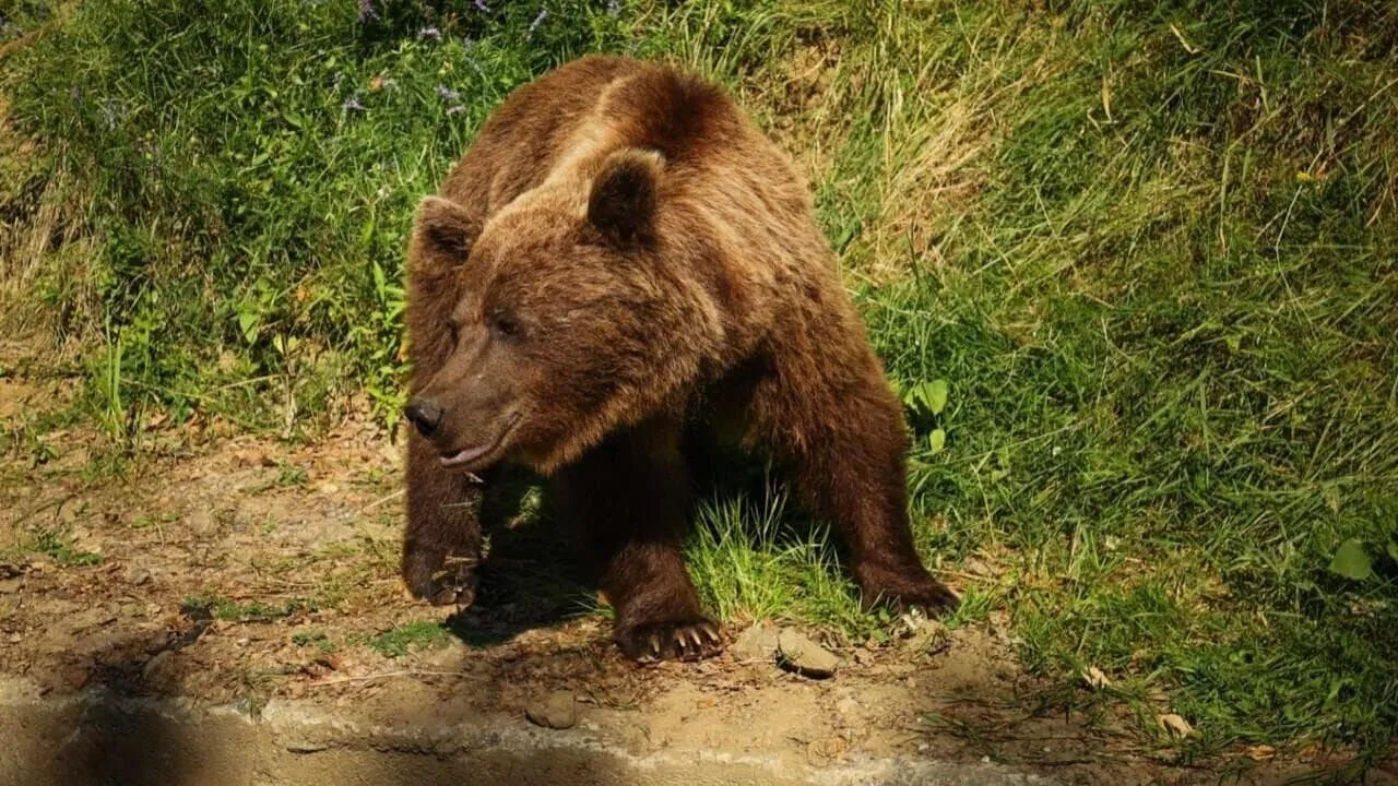 Roumanie, le charme des Balkans backdrop