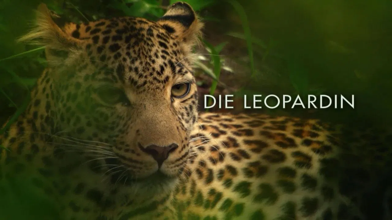 The Leopardess backdrop