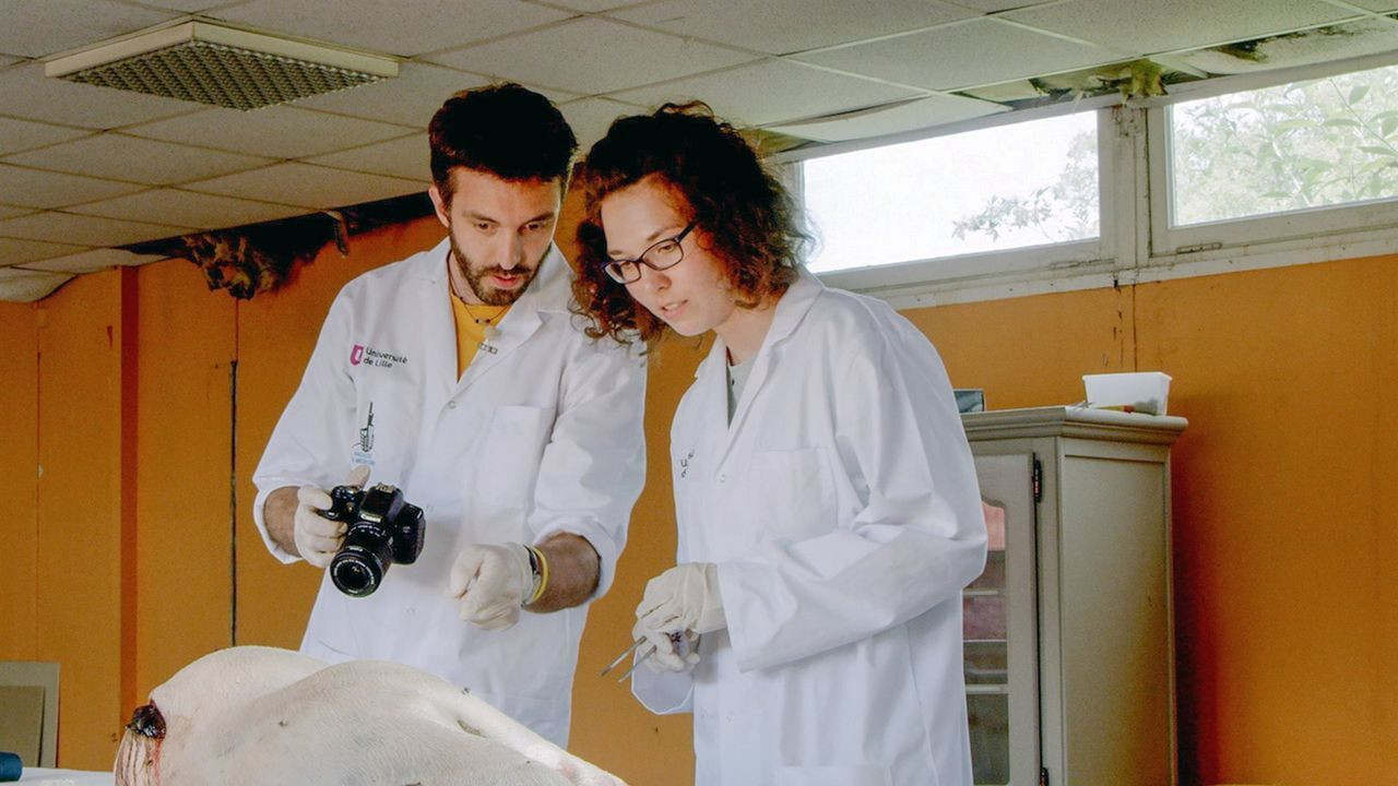 Le festin des animaux backdrop