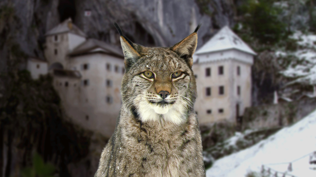 Wild Castles backdrop