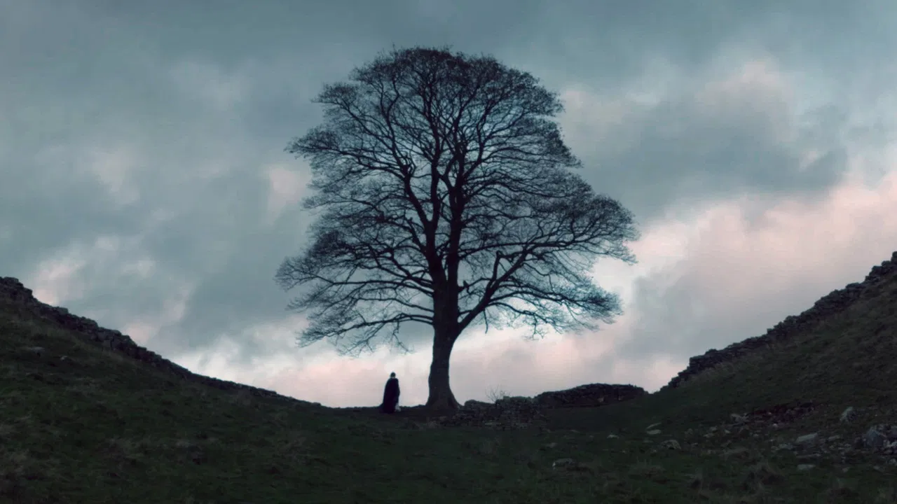 The Sycamore Gap backdrop
