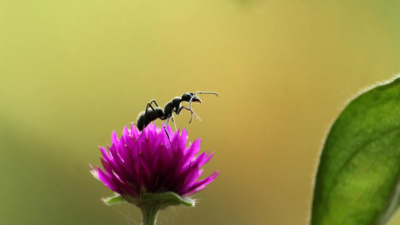Fabulous Insects - Ants backdrop