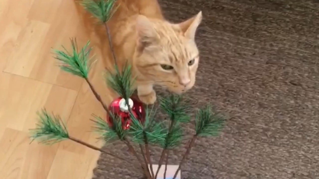 The Adventures of Murphy the Cat #6 backdrop