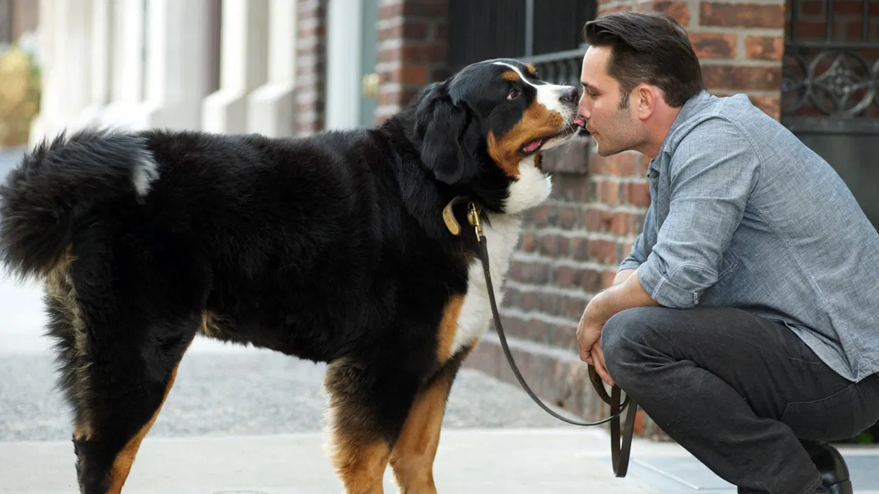 Dogs In The City backdrop