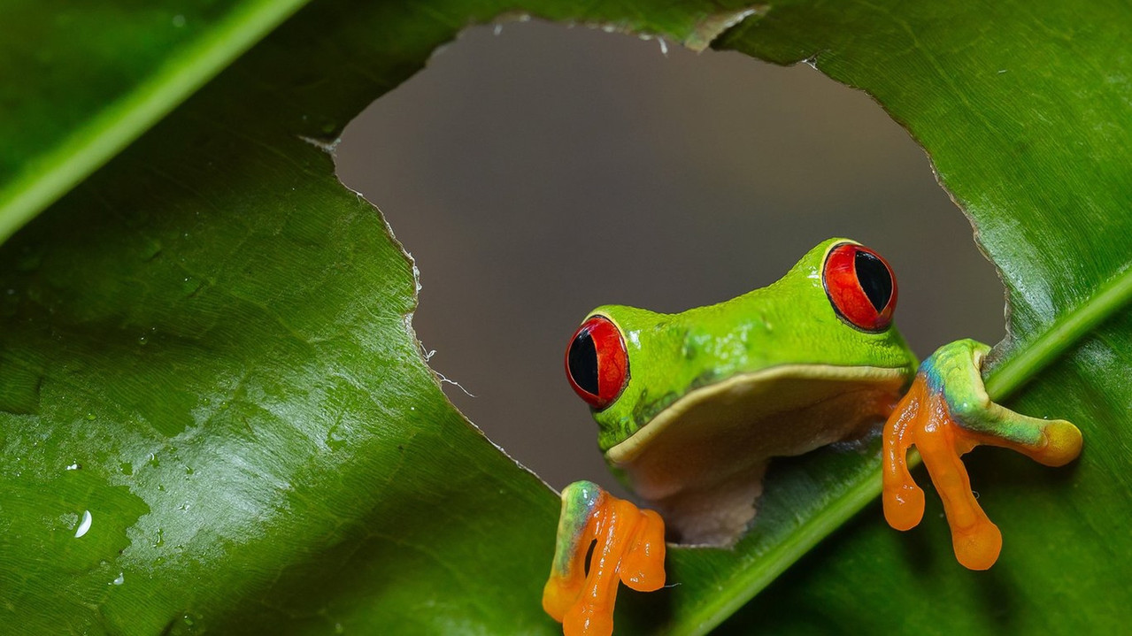 Wild Costa Rica backdrop
