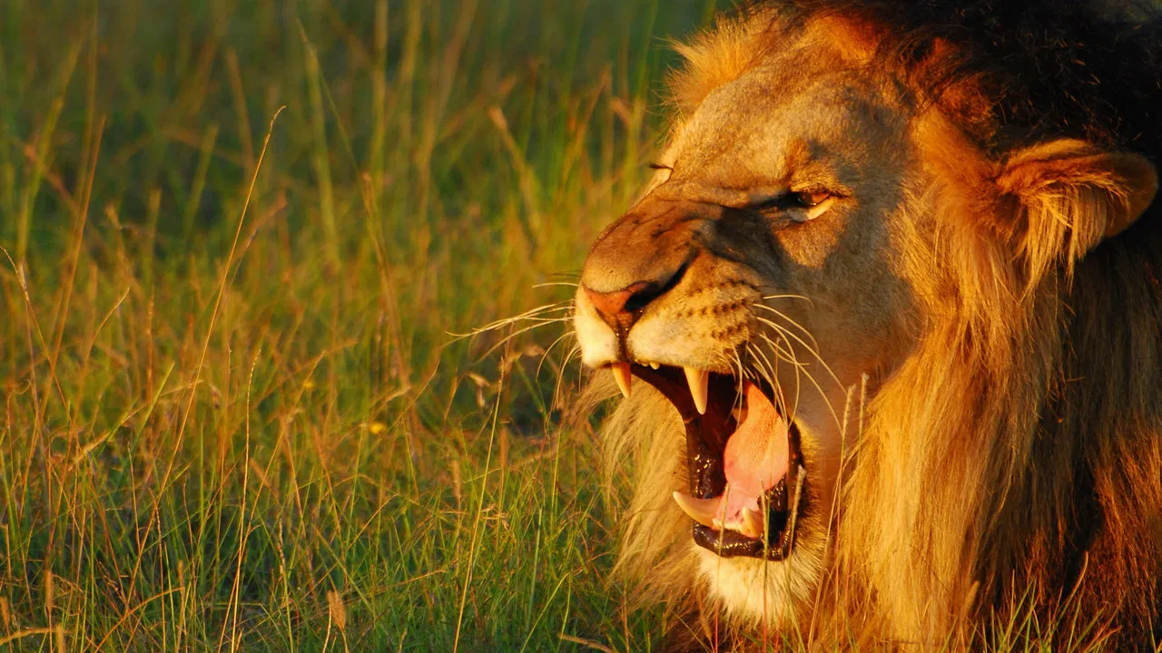 Secret World of Sound backdrop