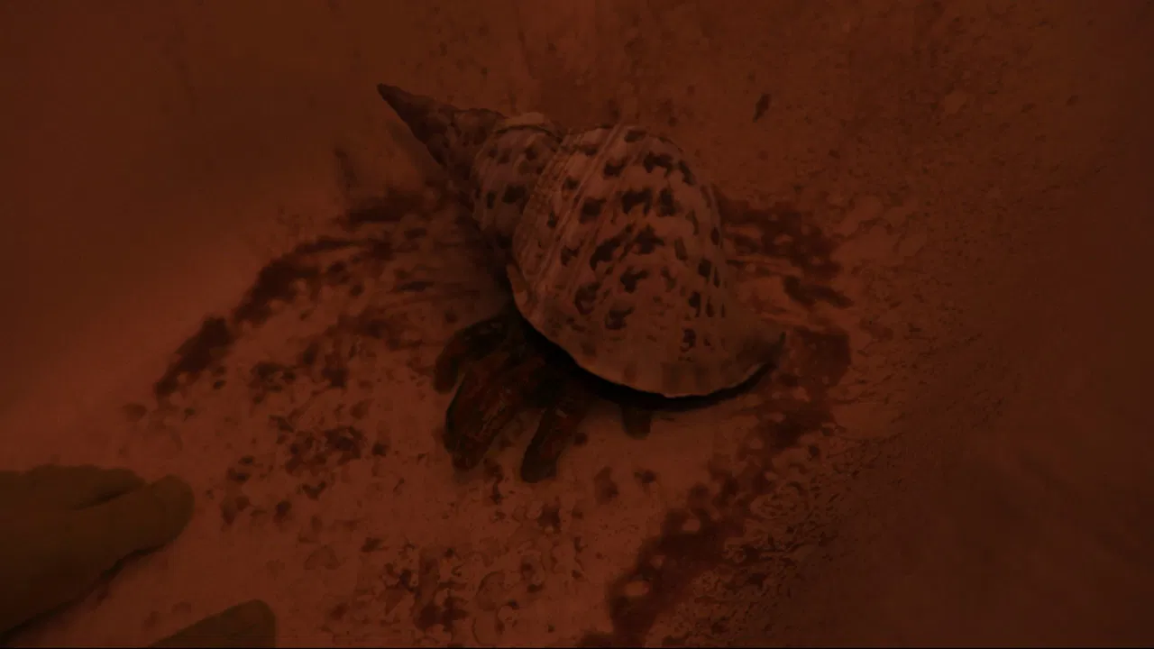 Whispers of the Waves backdrop