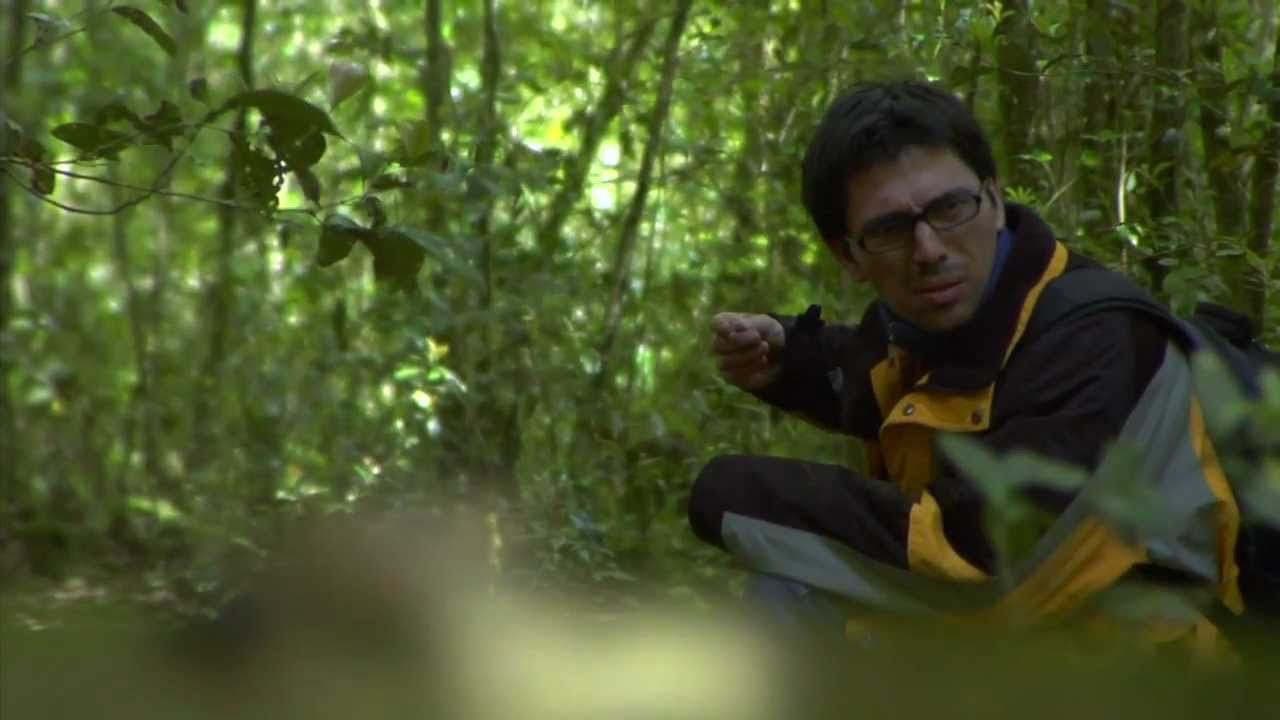 The Fern's Army backdrop