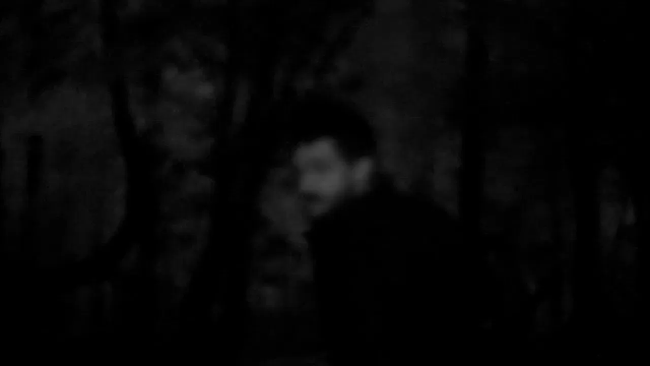 NORTHEASTERN TREES backdrop