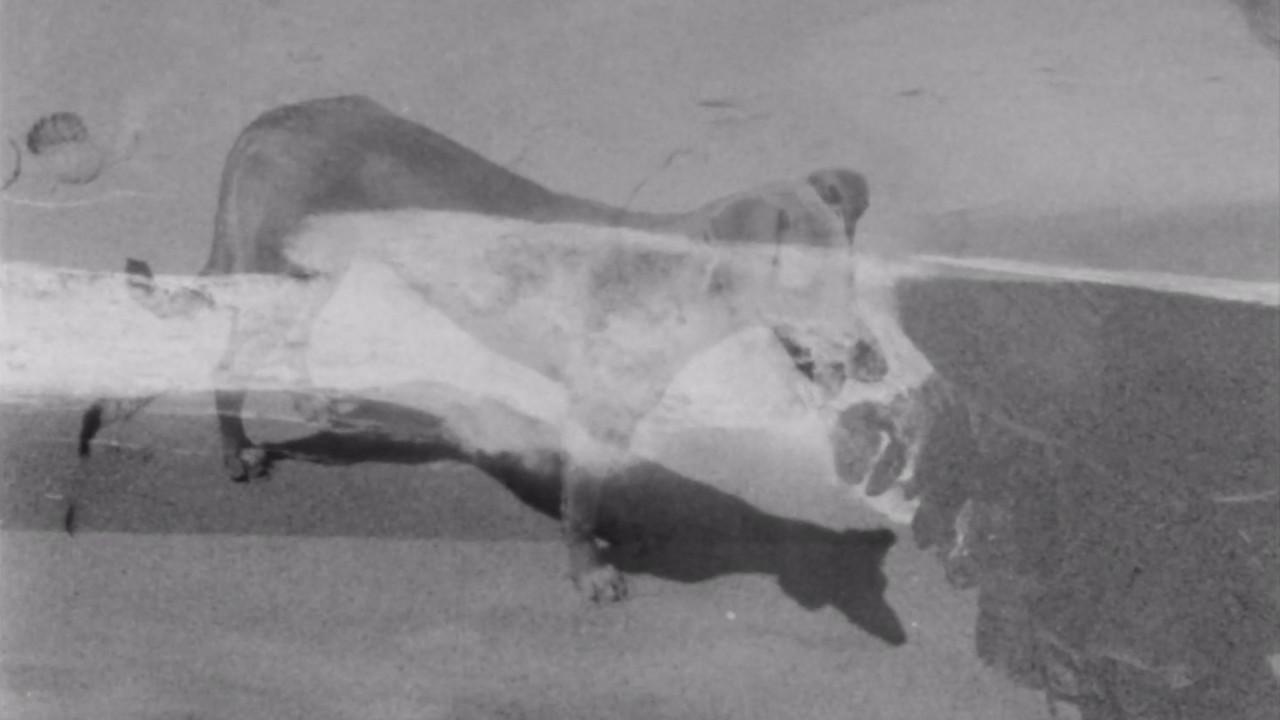 Cabo San Lucas backdrop