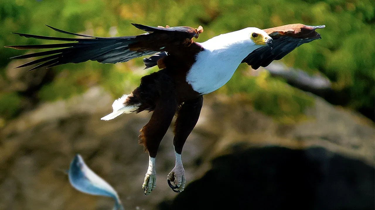 Predator Fail backdrop