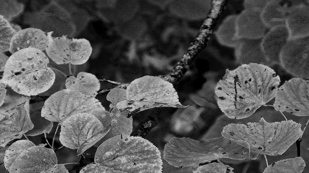 This Pond Is Full backdrop