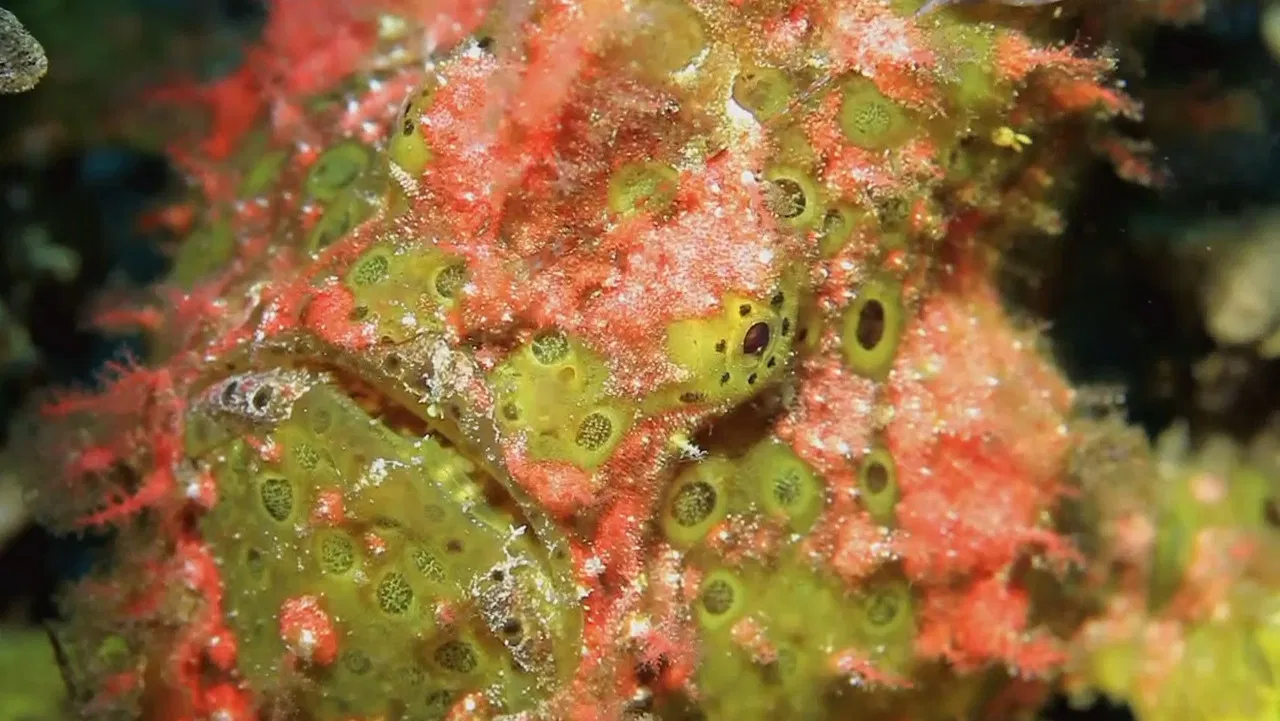 Incredible Fish backdrop