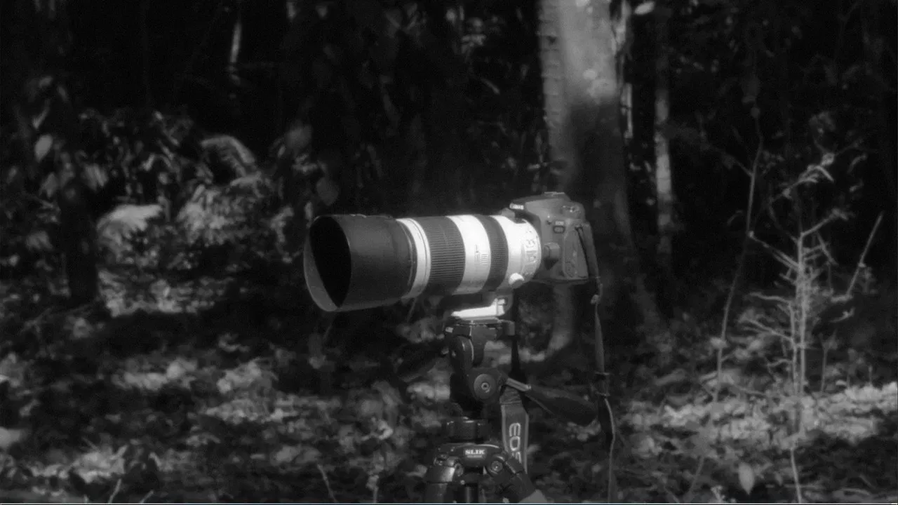 Colored Birds backdrop