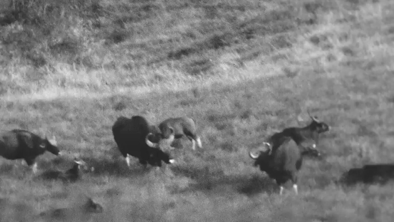 Horned Game - Wild backdrop