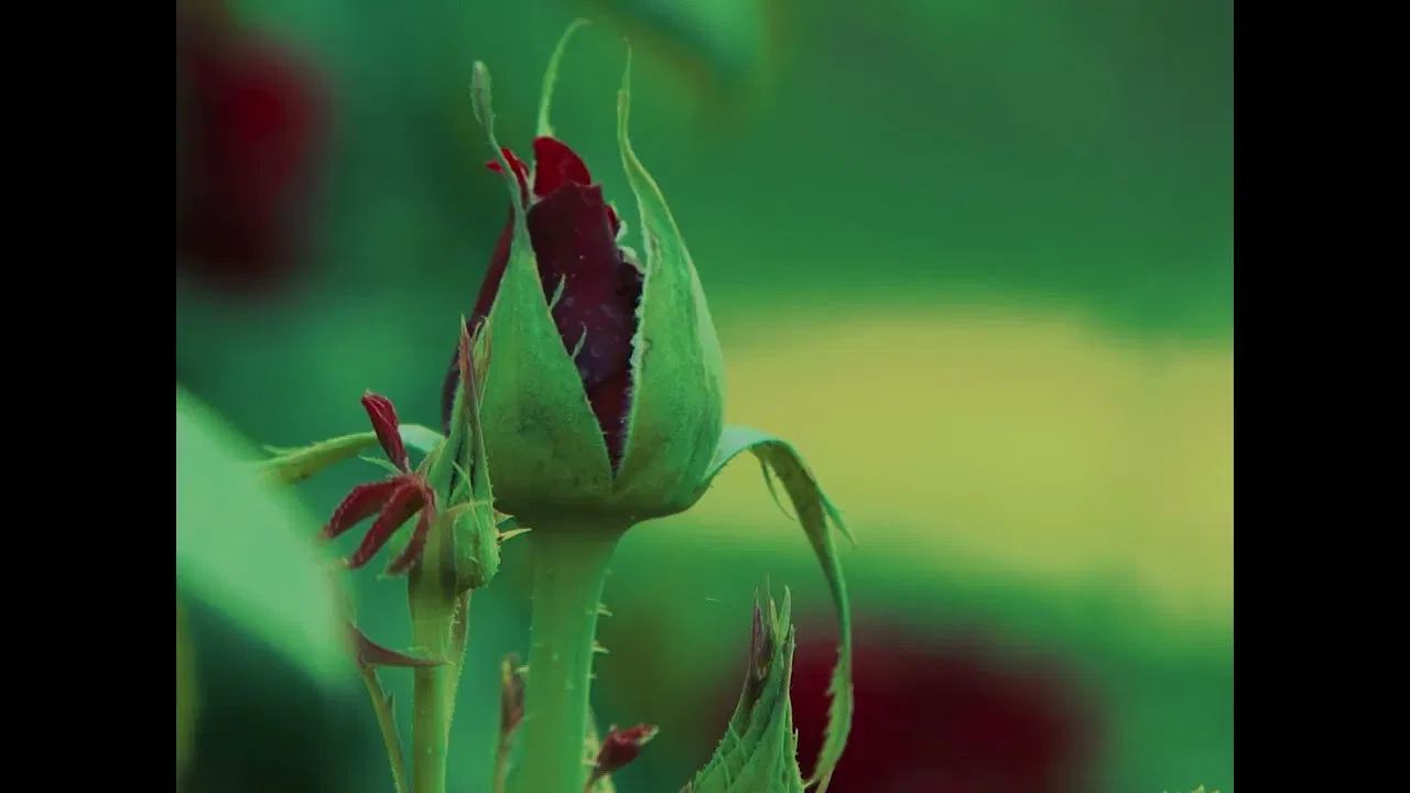 Adela desde el jardín backdrop