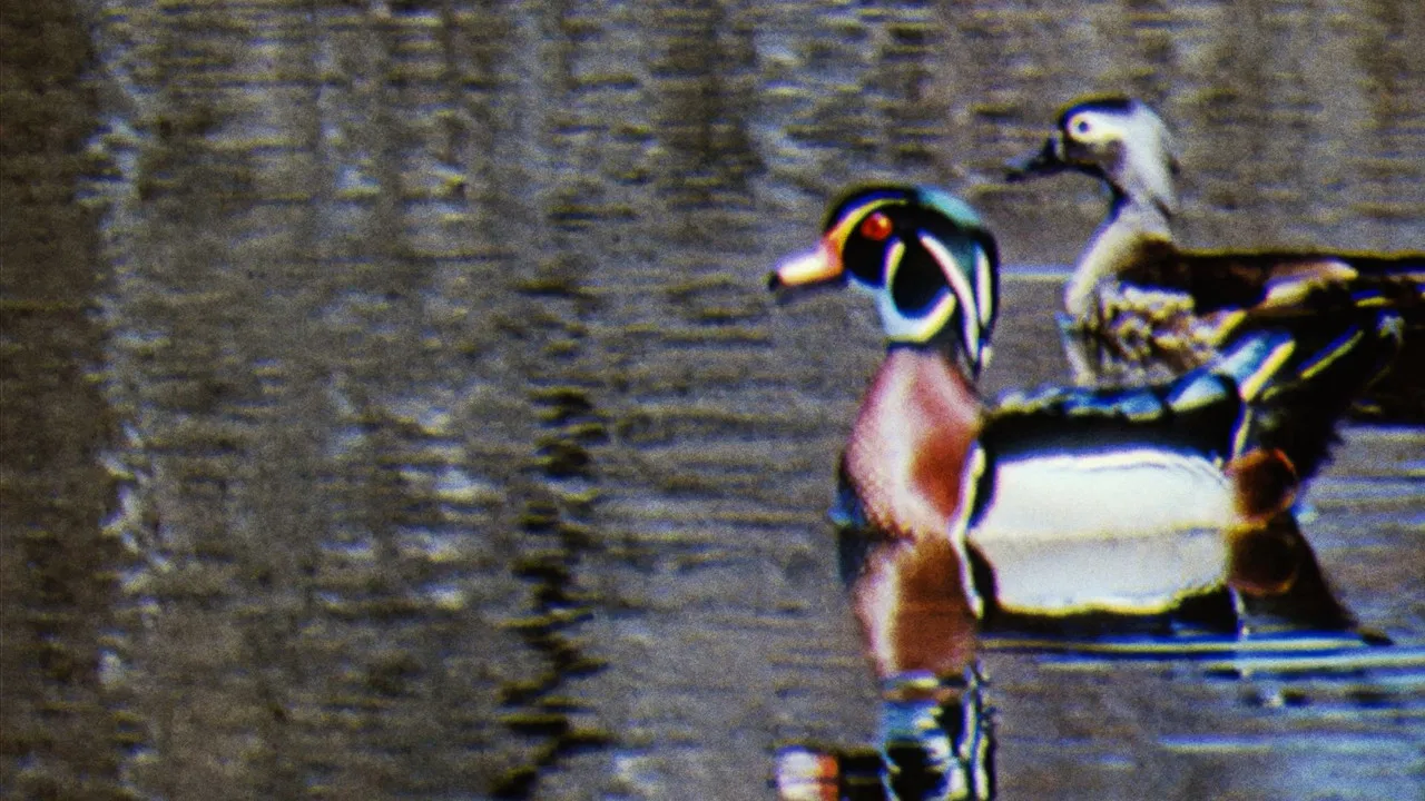 Water Birds backdrop