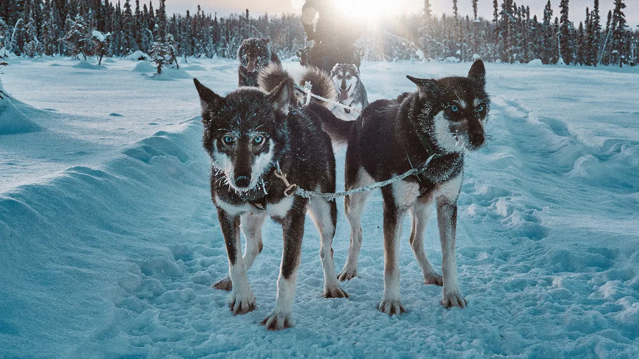 Snow Dogs: Into the Wild backdrop