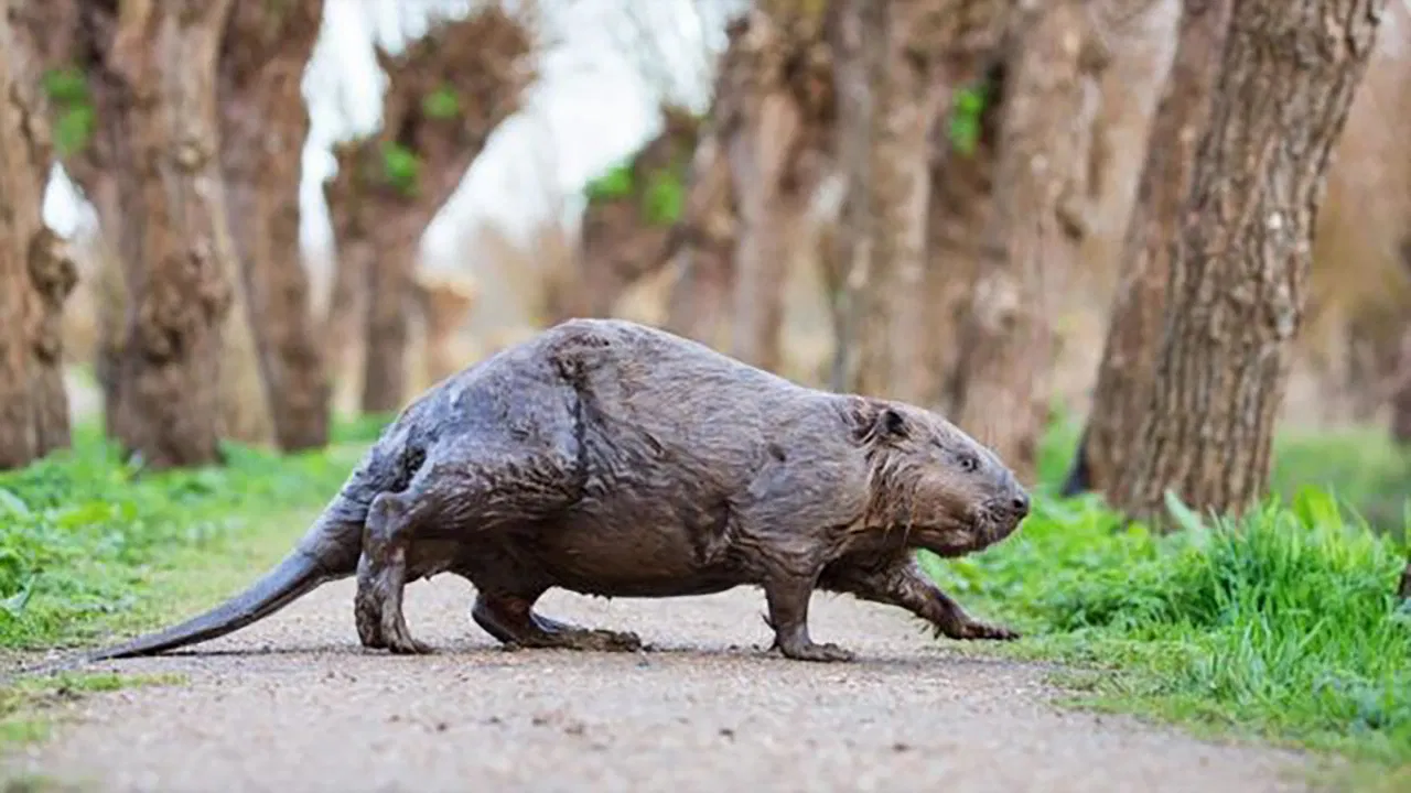 La Hollande sauvage - Dans l'oeil du delta backdrop