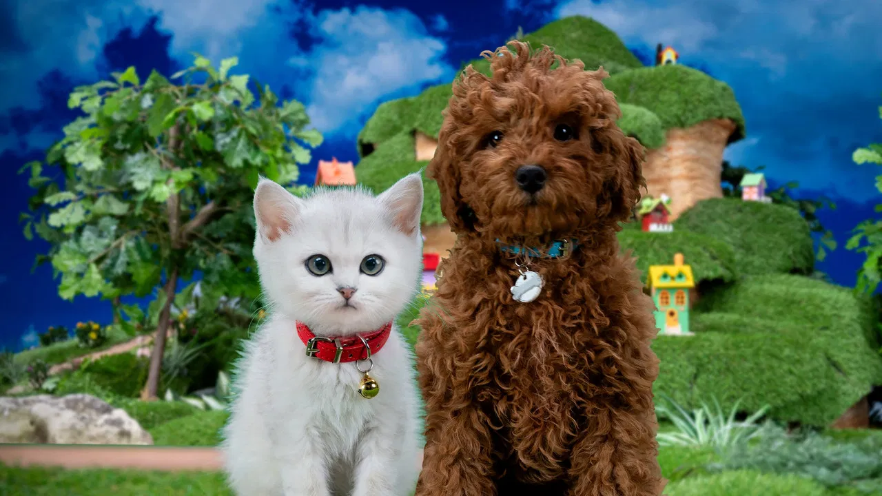 Mittens & Pants backdrop