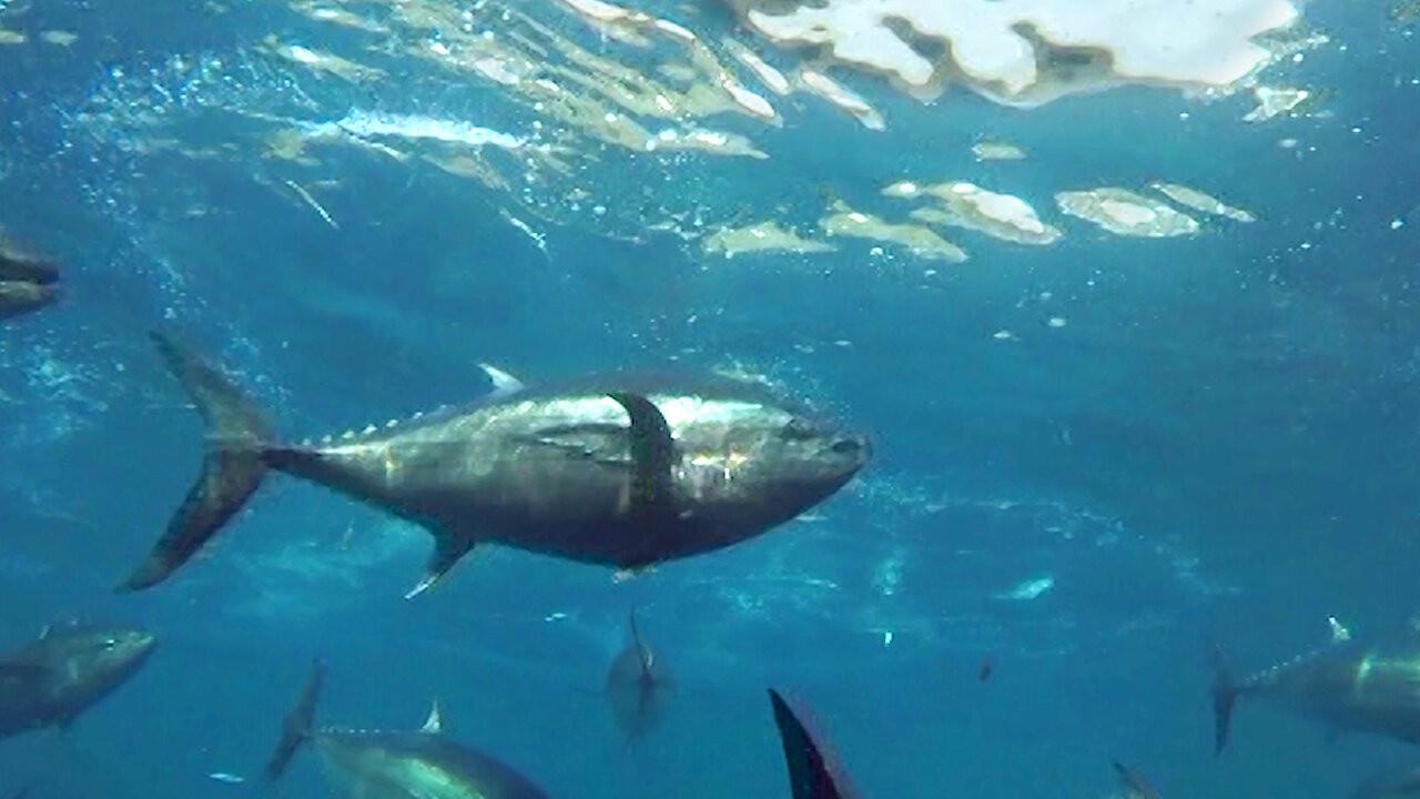 Cultivating the Seas: History and Future of the Full-Cycle Cultured Kindai Tuna backdrop