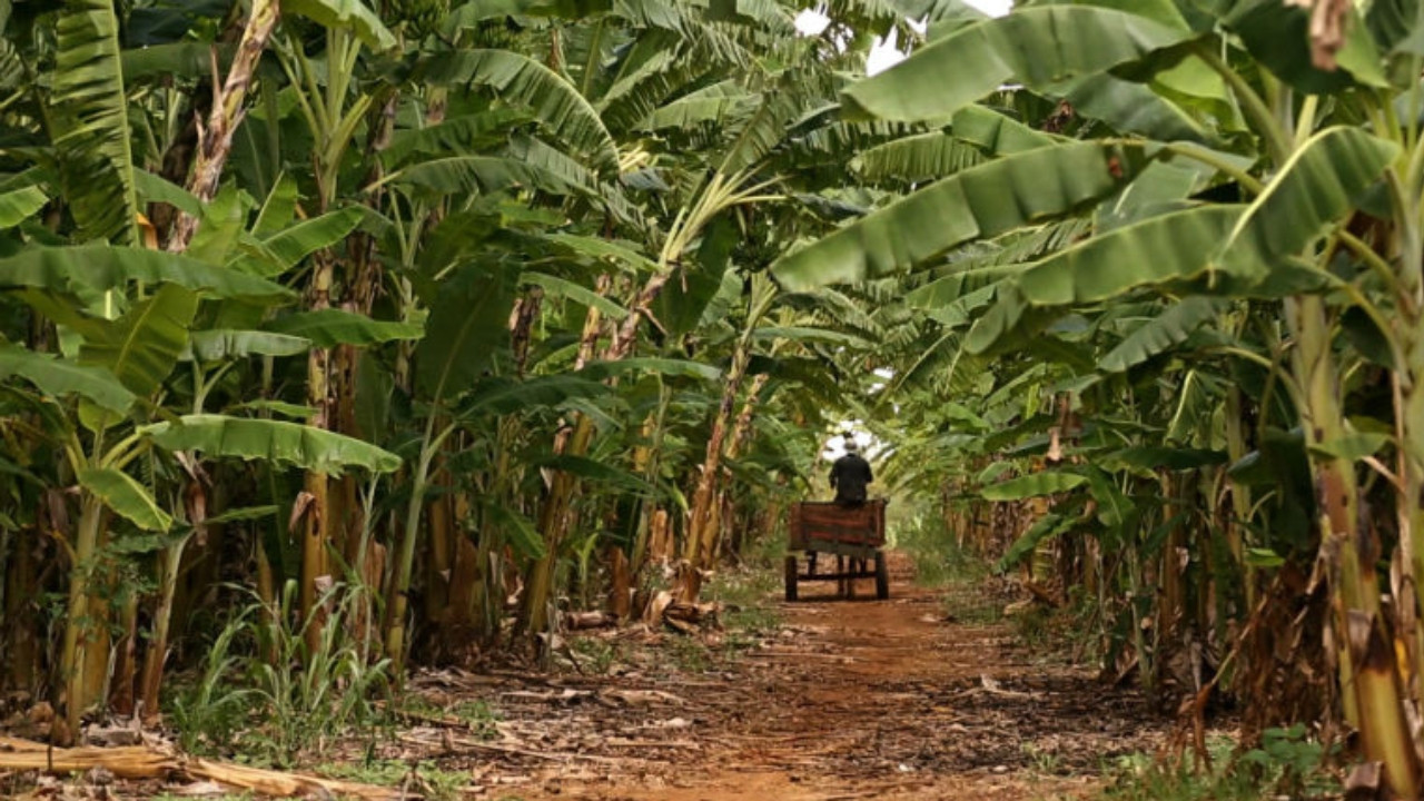 Chapada do Apodi, Morte e Vida backdrop