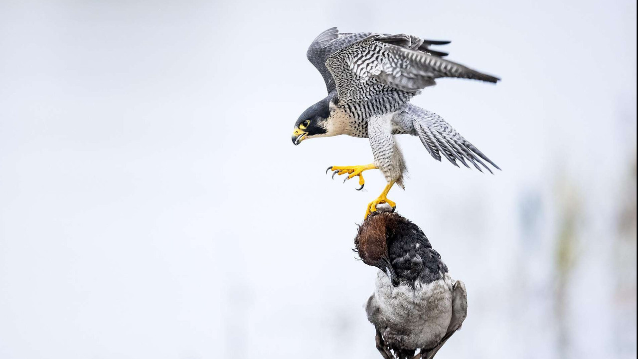Das Alpenrheintal – Wo sich die Natur neu erfindet backdrop