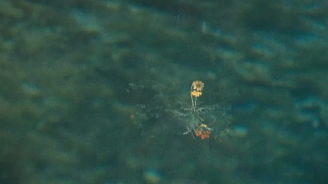 Bouquets 1-10 backdrop