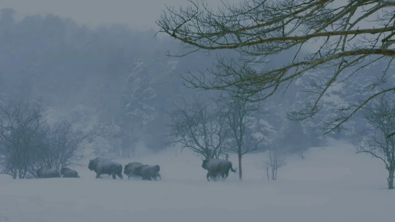 Jungle Planet backdrop