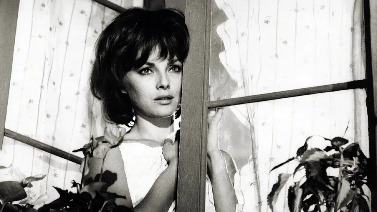 The Birds, the Bees and the Italians backdrop