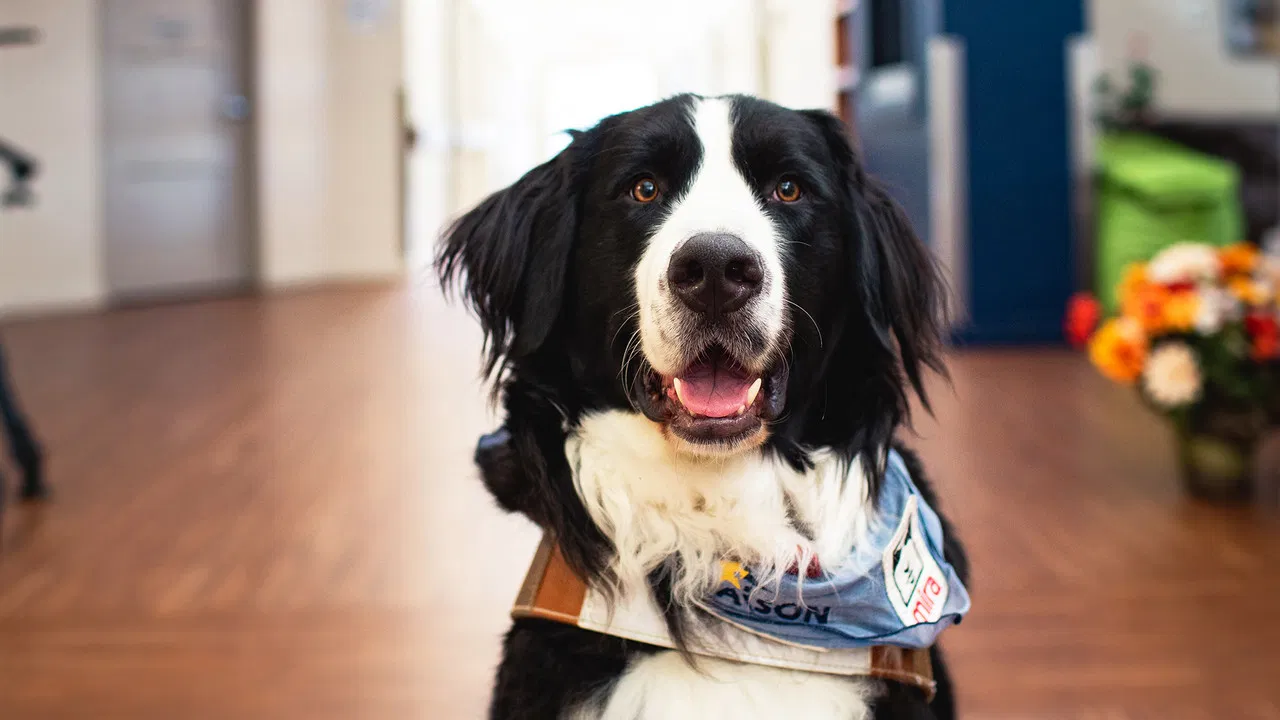 Les diplômés Mira backdrop