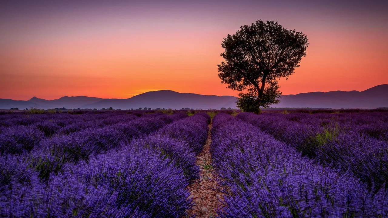 Les Lavandes et le Réséda backdrop